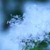 冬に咲く花