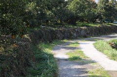 石垣のある道