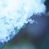 冬に咲く花