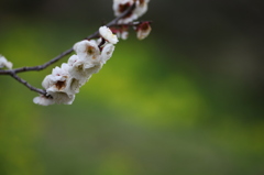 梅の花