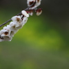 梅の花