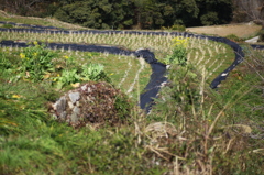 棚田の春