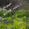 梅と菜の花