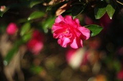 山茶花