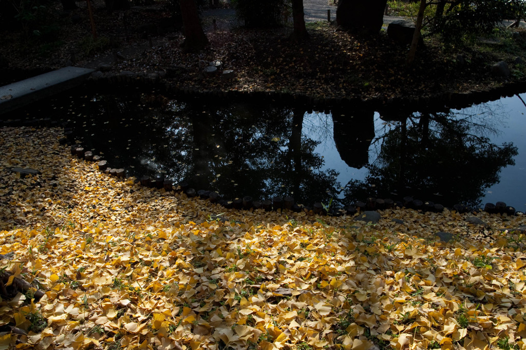落ち葉のある池