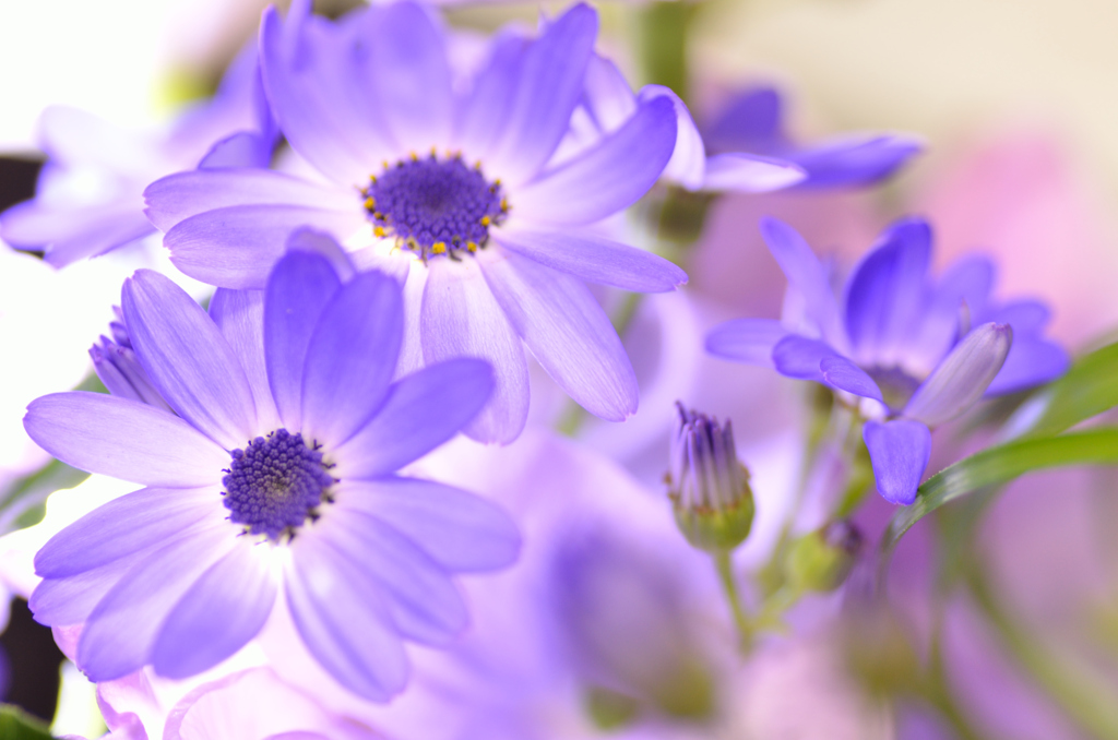spring in home