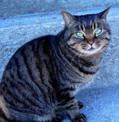 緑目猫