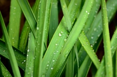 水仙