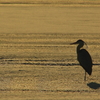 鳴りを潜める影