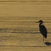 鳴りを潜める影