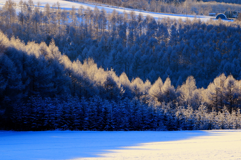 樹氷の朝