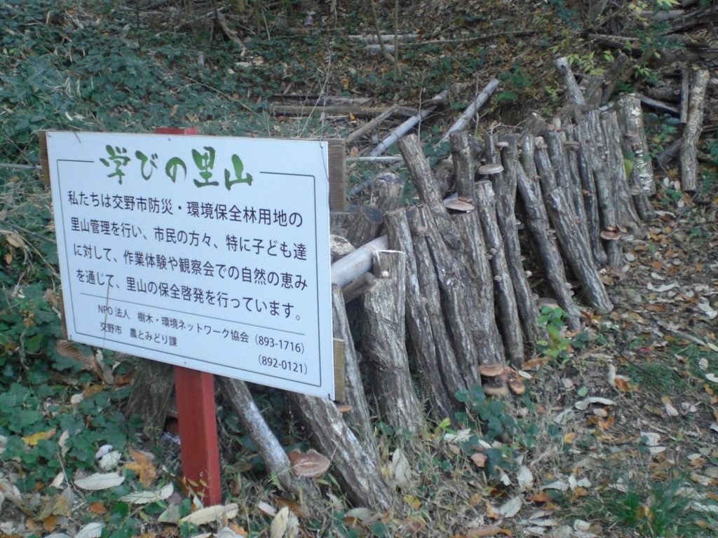 シイタケ榾木