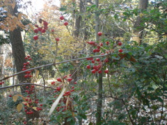 コバノガマズミ