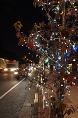 Route16