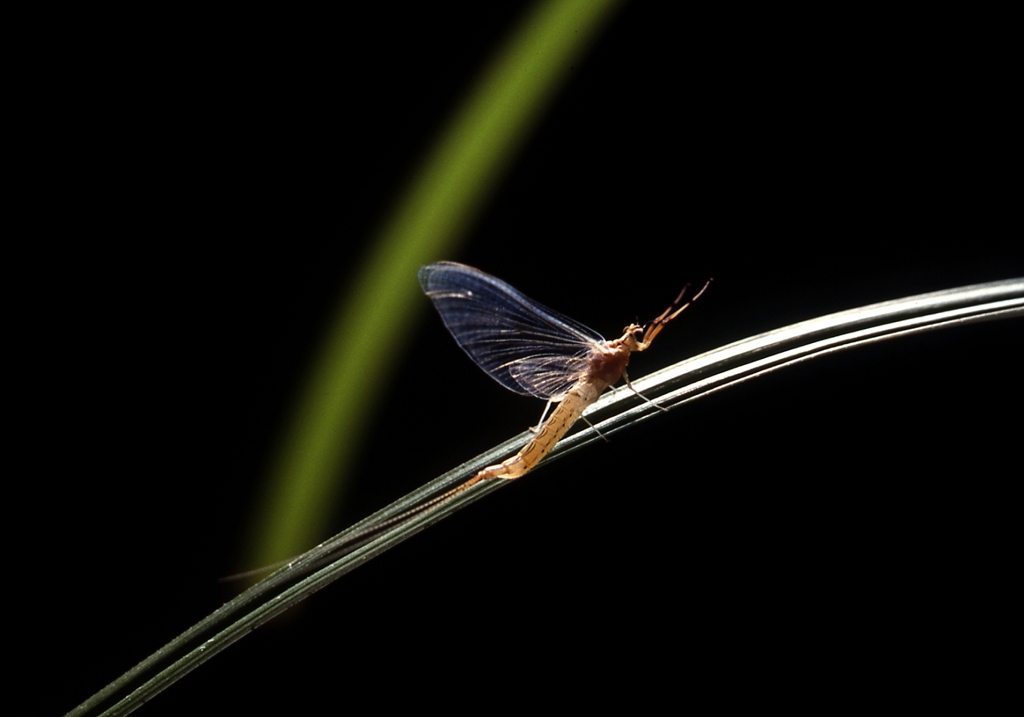 MAYFLY