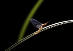 MAYFLY