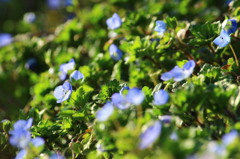 野に咲く花のように＾＾