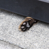ニクキュウでご挨拶