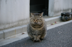 道端のまんまるちゃん
