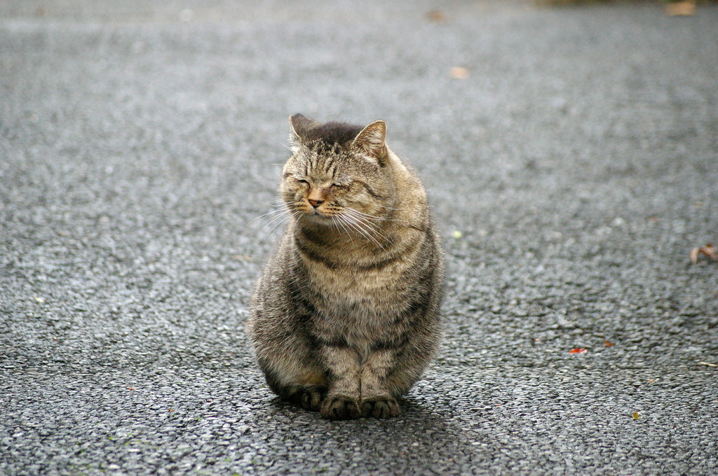 日向ぼっこ