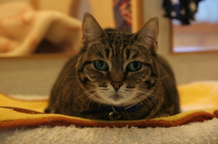 見つめるにゃんこ