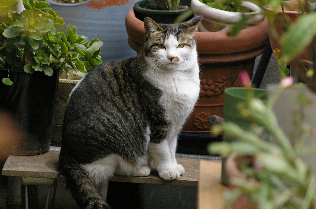 ベランダのにゃんこ