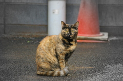 こちらを振り向くにゃんこ