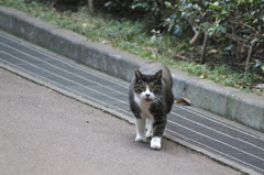 やって来た猫