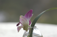 花一輪