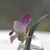 花一輪