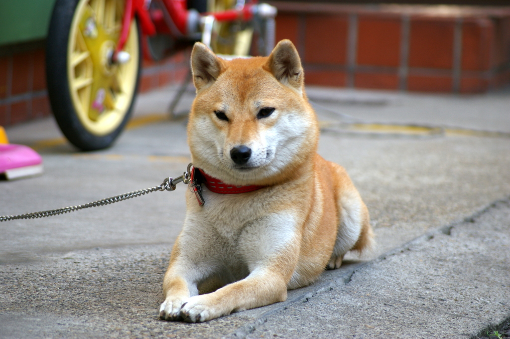 おすましさん