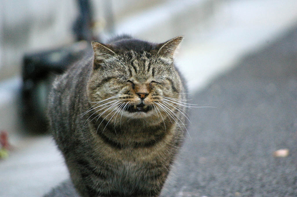 丸いけどお腹すいたにゃ～