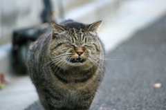 丸いけどお腹すいたにゃ～