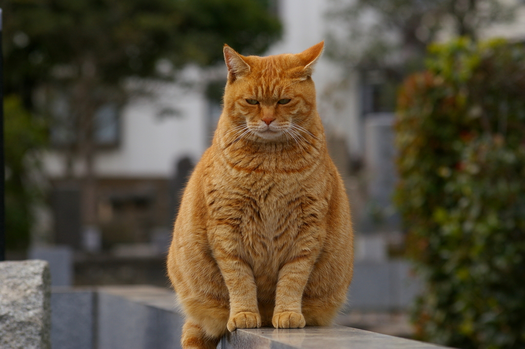 アンコ型