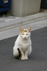 四谷のにゃんこ