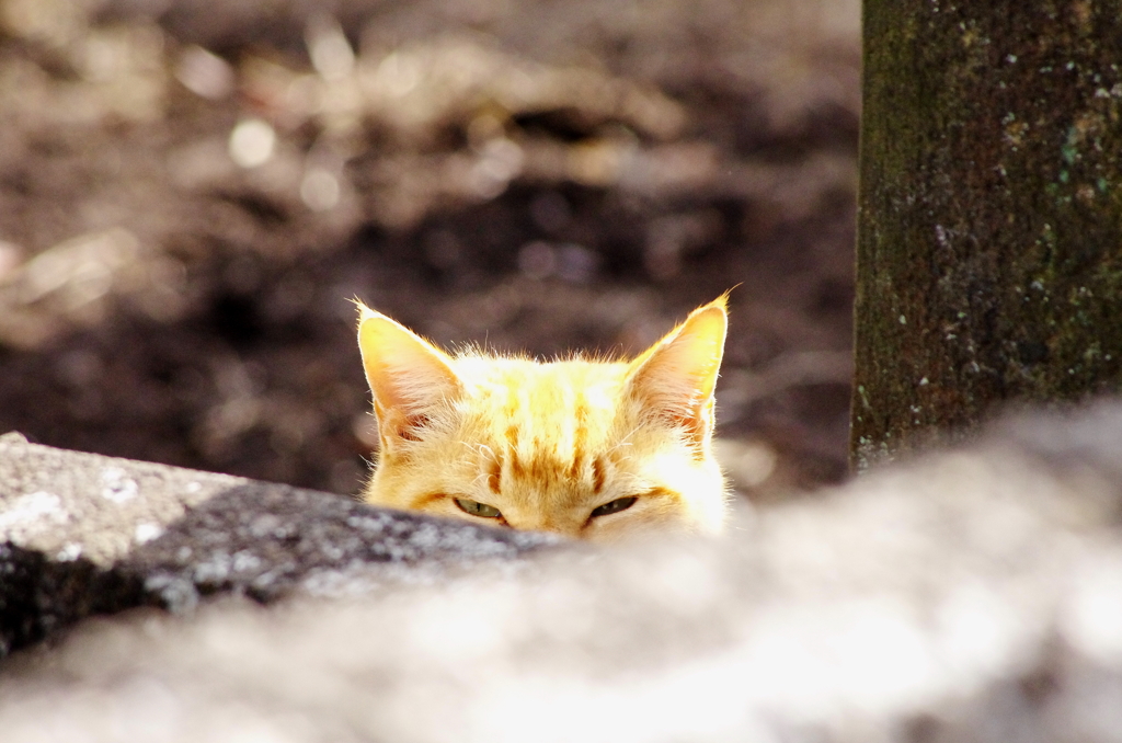 覗いているヤツ