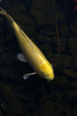 黄金の鯉