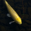 鯉