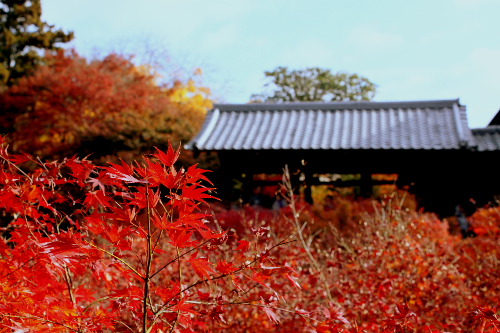 東福寺紅葉