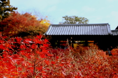 東福寺紅葉