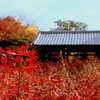 東福寺紅葉