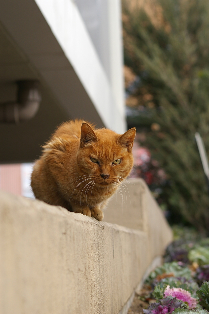 睨みを効かせる猫