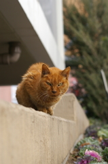 睨みを効かせる猫