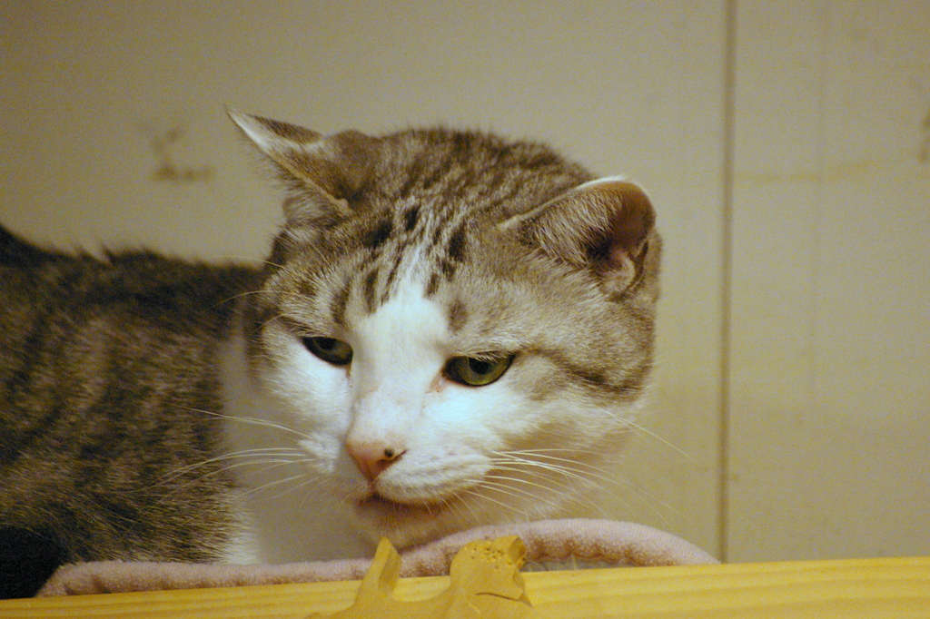 お前ら、フフッ