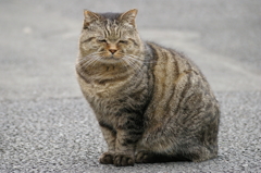 こんにちは