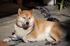 俺ってシブイぜ