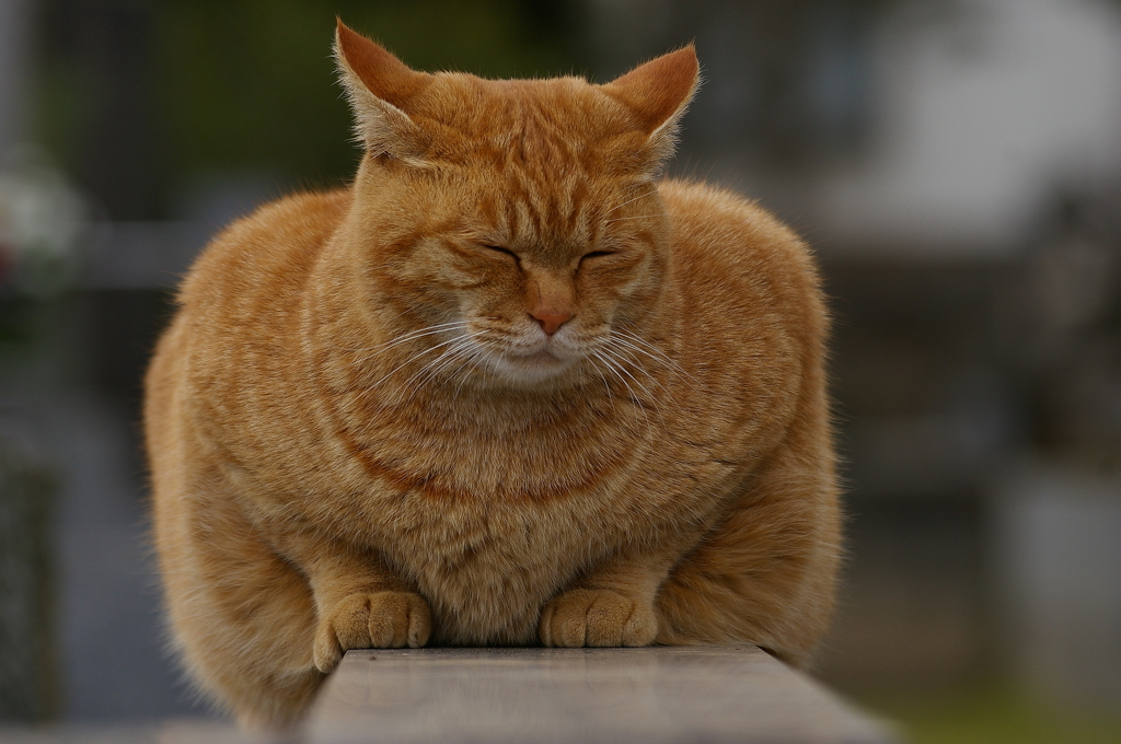 先生、もうこれ以上起き上がれません・・