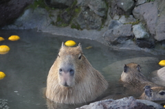 ゆず湯ぢゃ