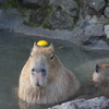 ゆず湯ぢゃ