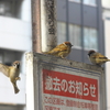 都会のちゅんちゅん